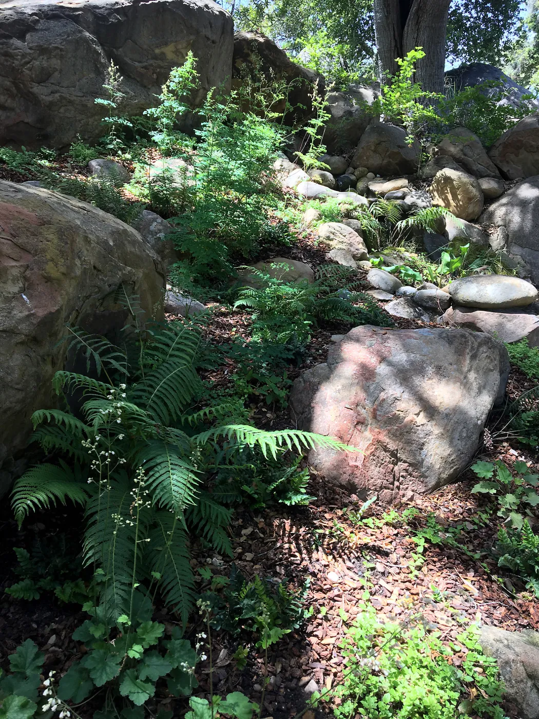 Woodwardia fimbriata at the Tea House