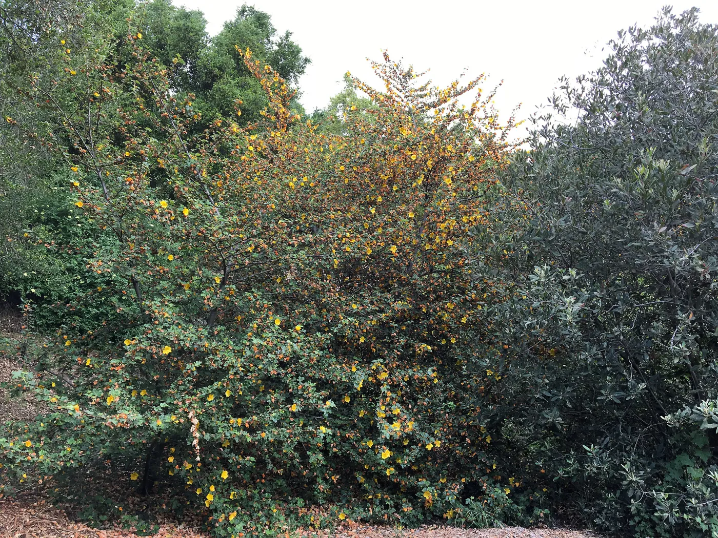 Tunnel Triangle, Fremontodendron fire hybrids