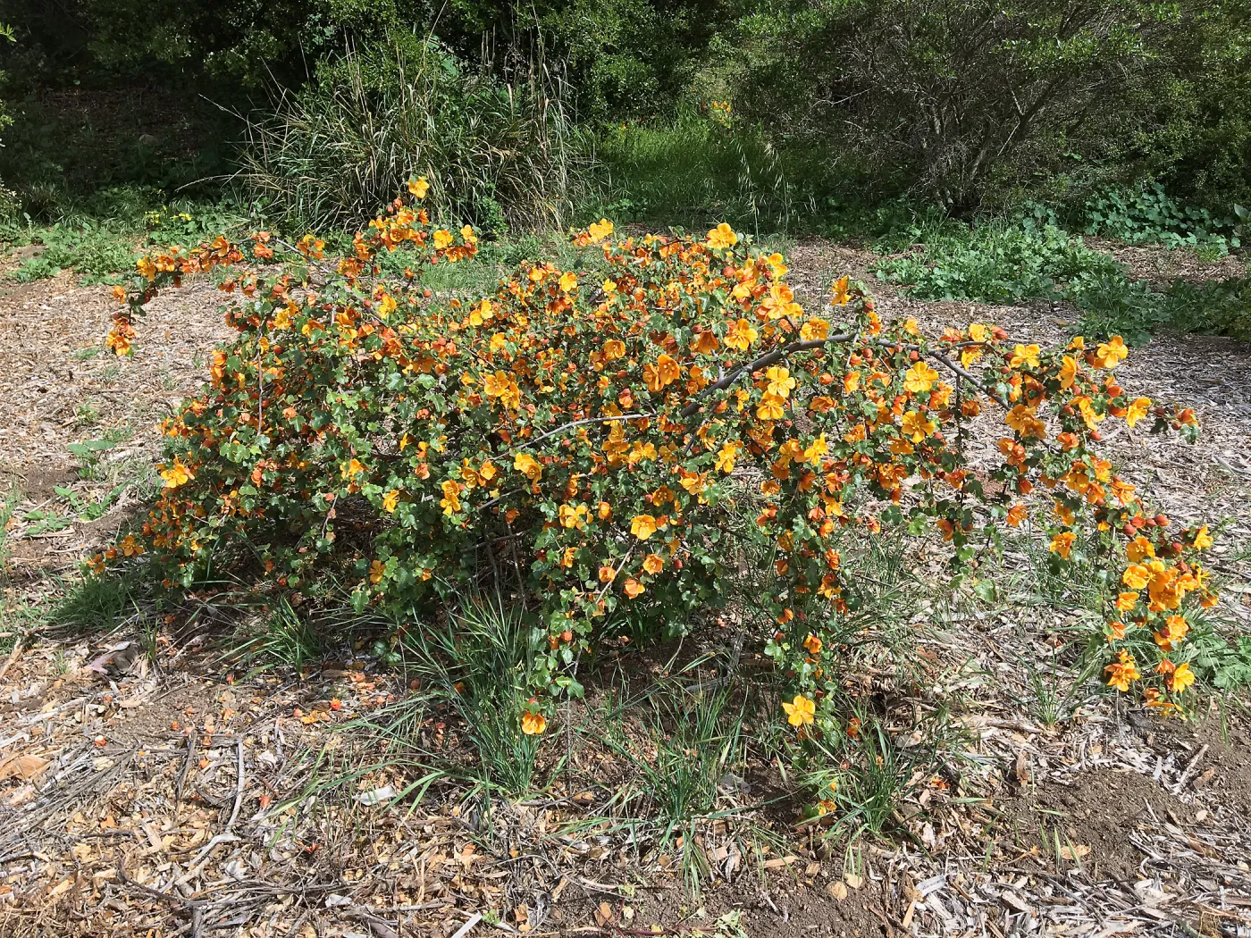 Tunnel Triangle, Fremontodendron fire hybrid