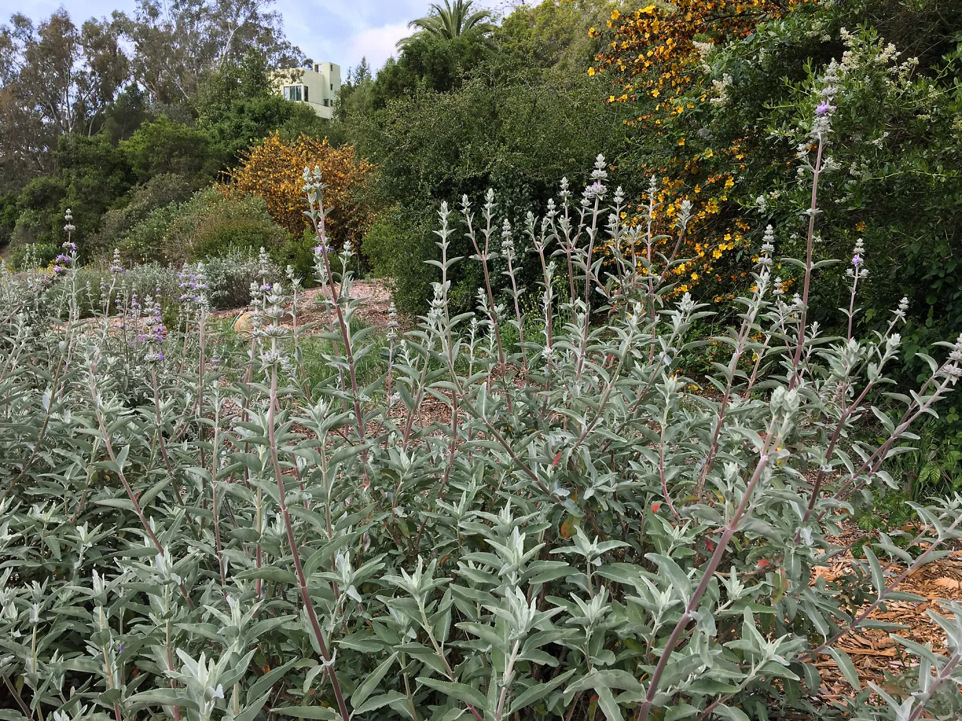 Tunnel Triangle, Salvia (Sage) Desperado with Fremontodendron in background