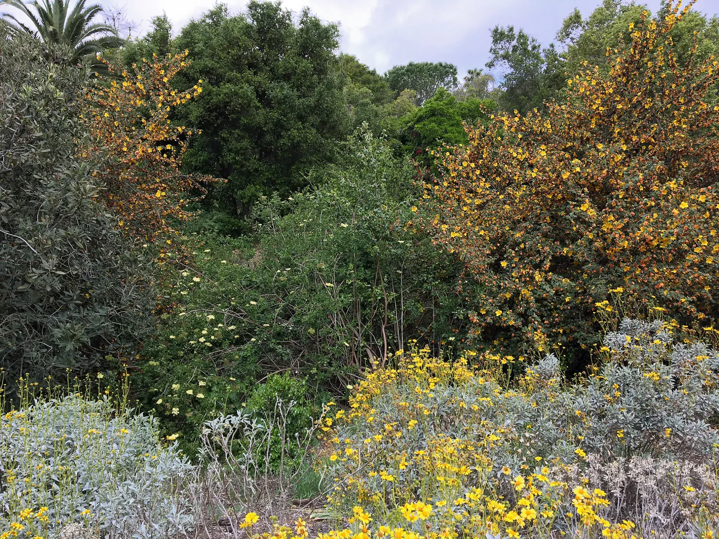 Tunnel Triangle, Encelia farinosa, Fremontodendron, Sambucus racemosa