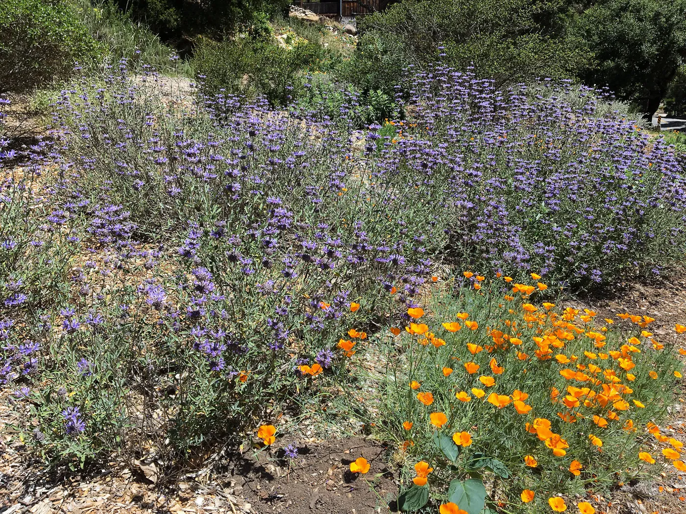 Salvia (Sage) Allen Chickering at Tunnel Triangle