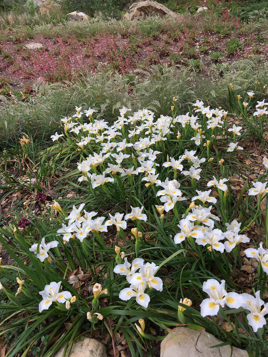 Iris Canyon Snow at Wooded Dell
