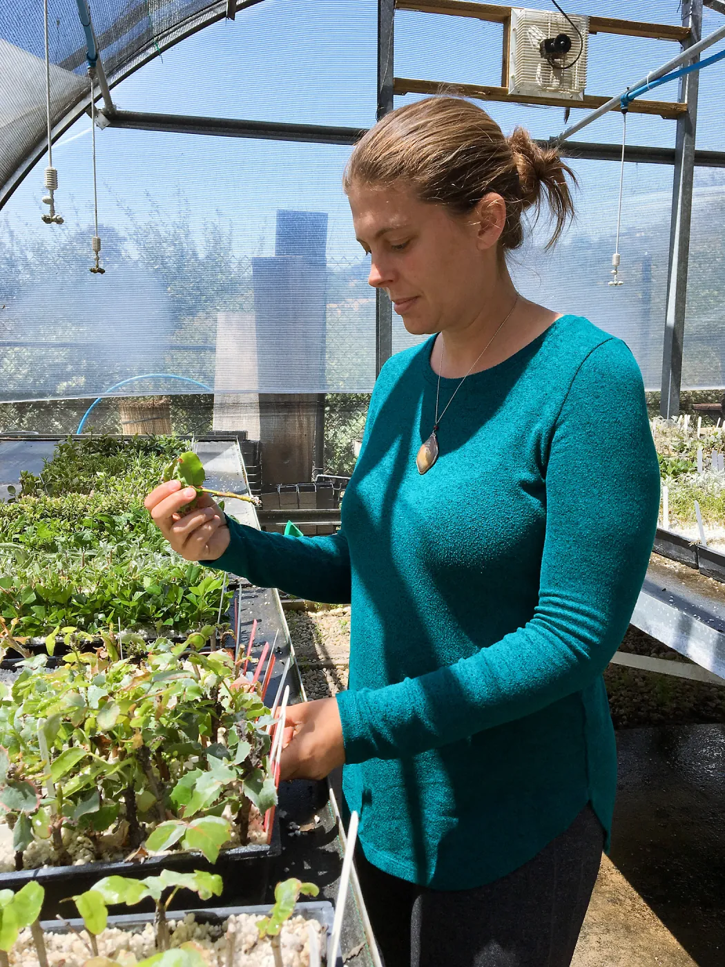 Heather Federlein checking for rooting in mist house
