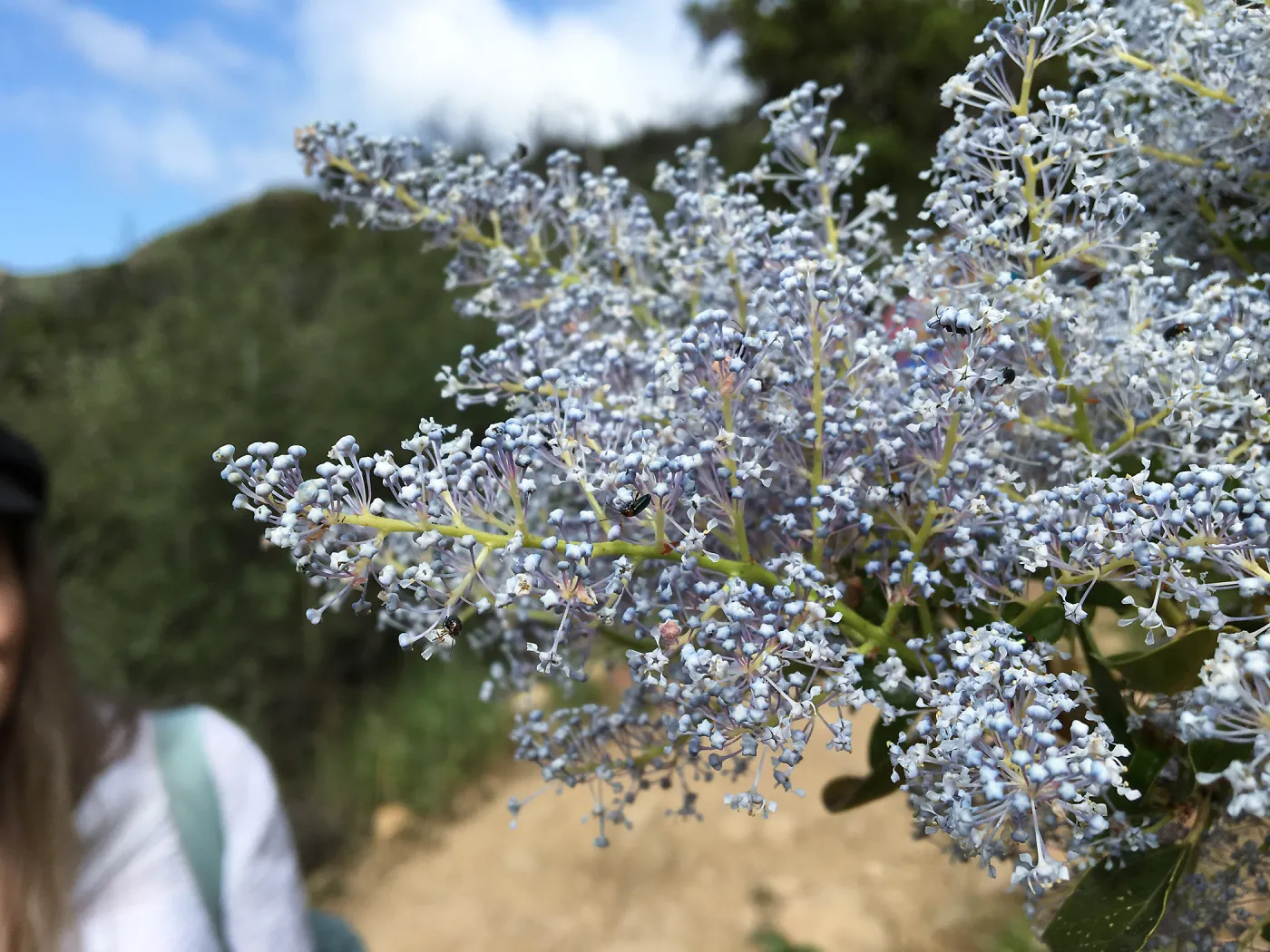 Ceanothus spinosus on Rattlesnake Trail