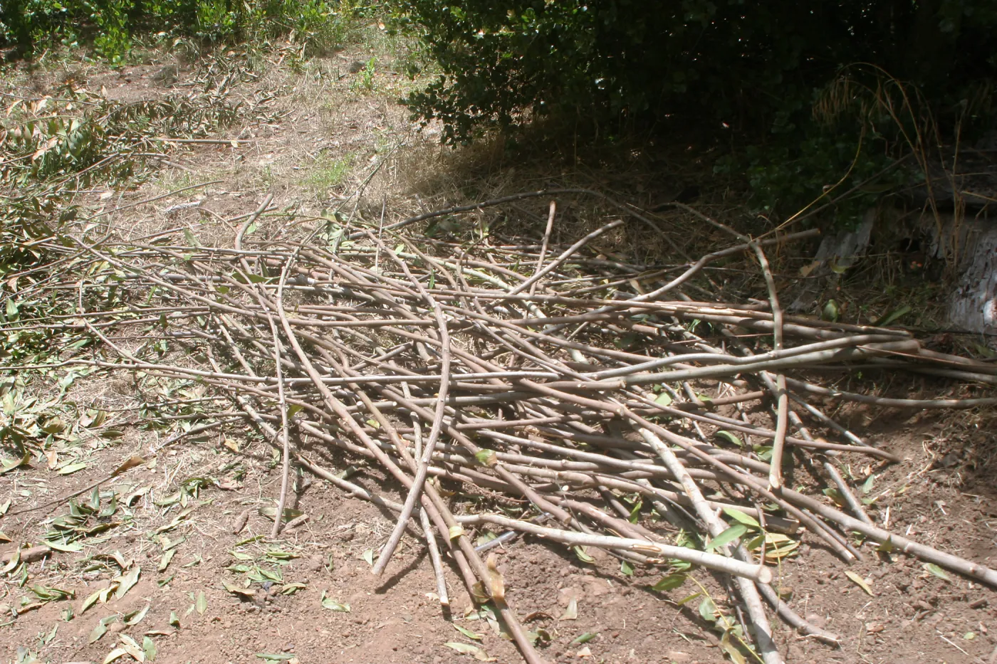 Saplings for construction of the Woodrat House Casita