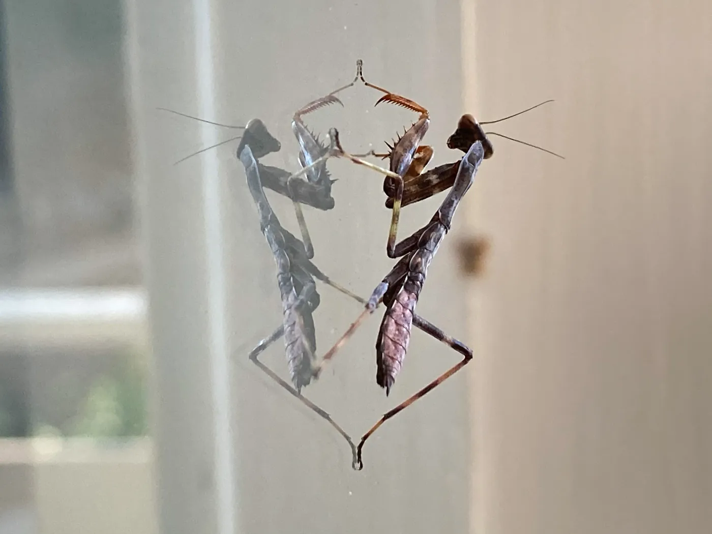Praying Mantis on Facilities Managers office window