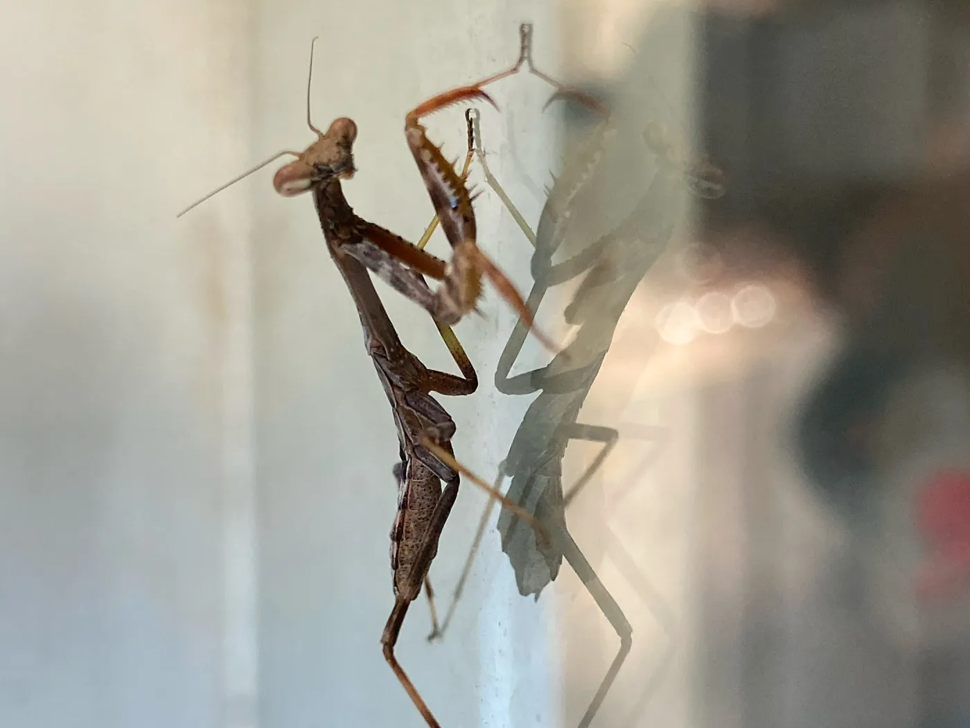 Praying Mantis on Facilities Managers office window
