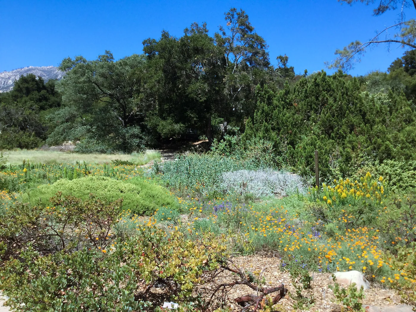 Groundcover Display and Meadow