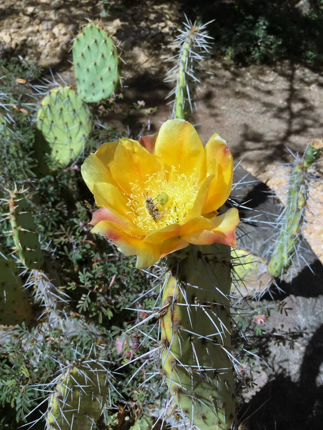 Opuntia (Prickly-pear) flower