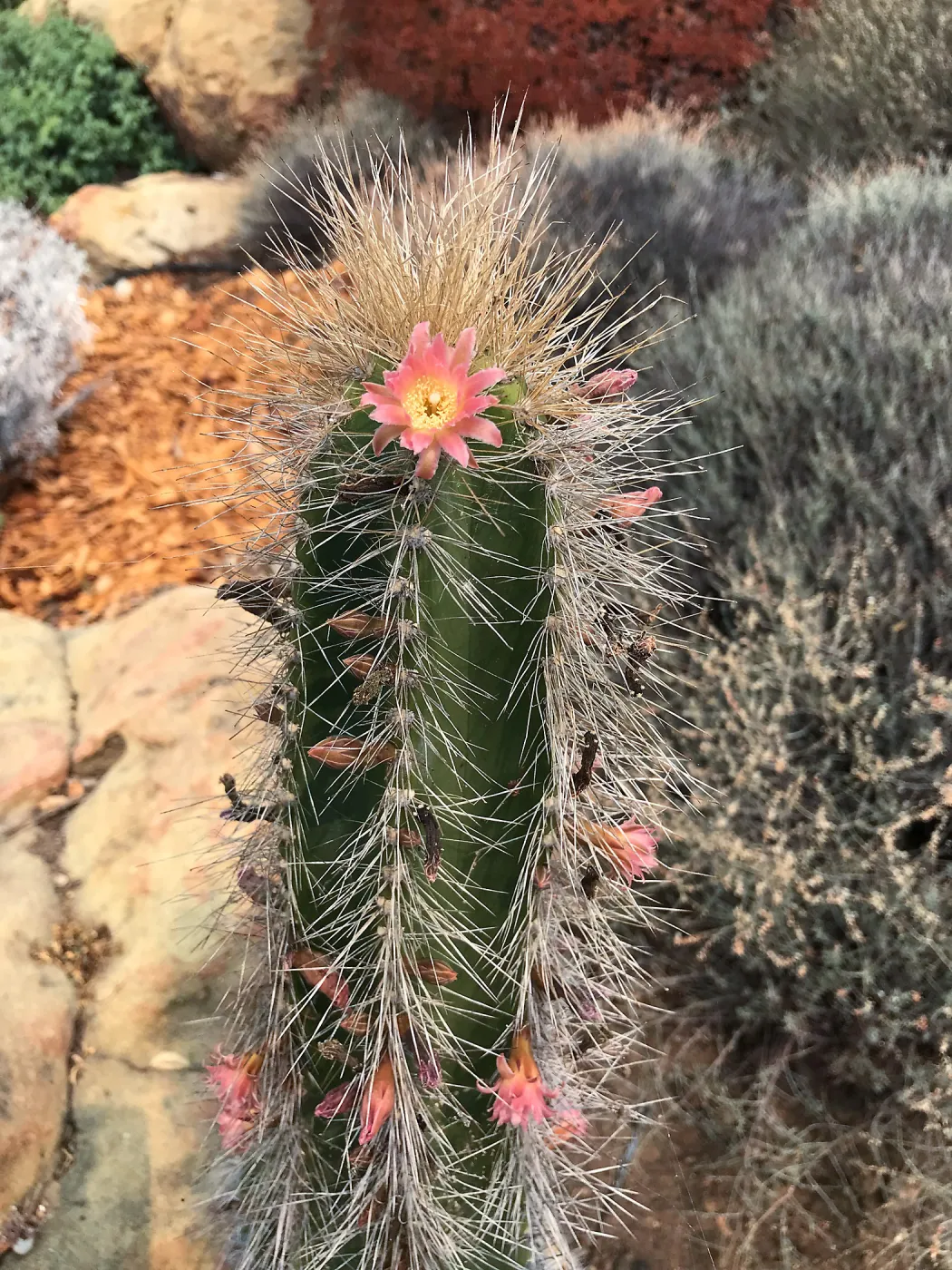 Relocated senita cactus blooms for the first time in the Island View Garden