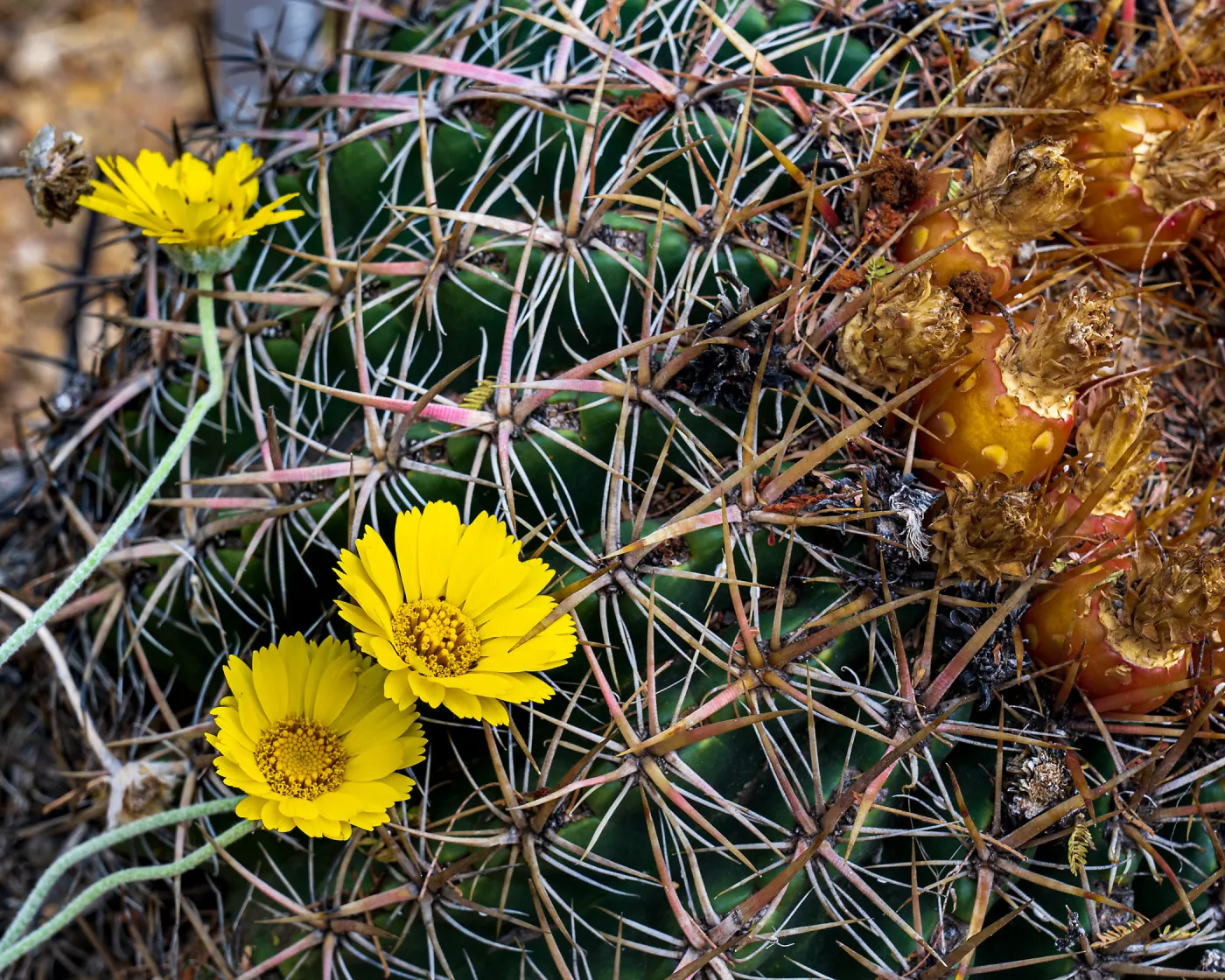 Desert Marigold and cactus