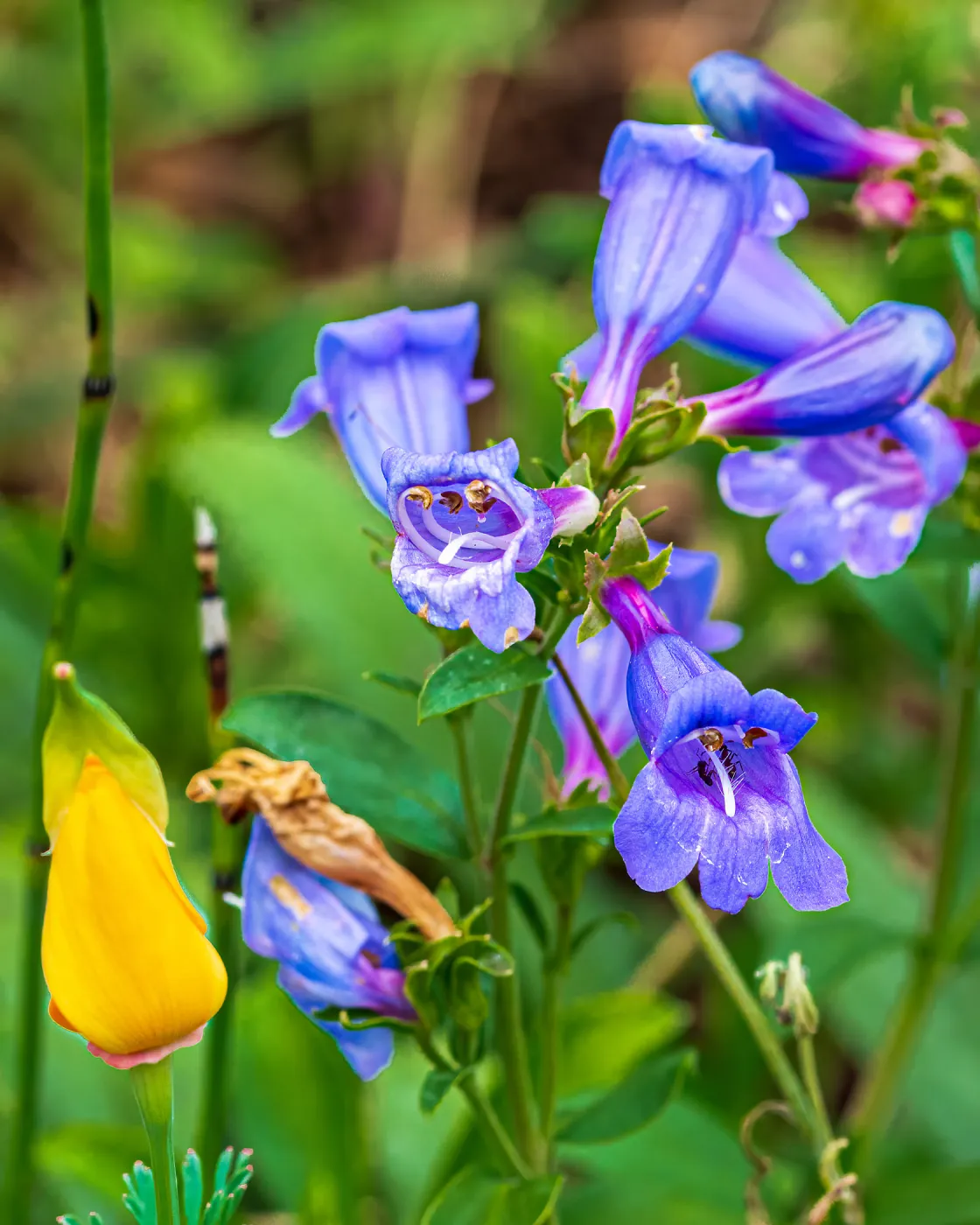 Blue Gem Foothill Penstemon