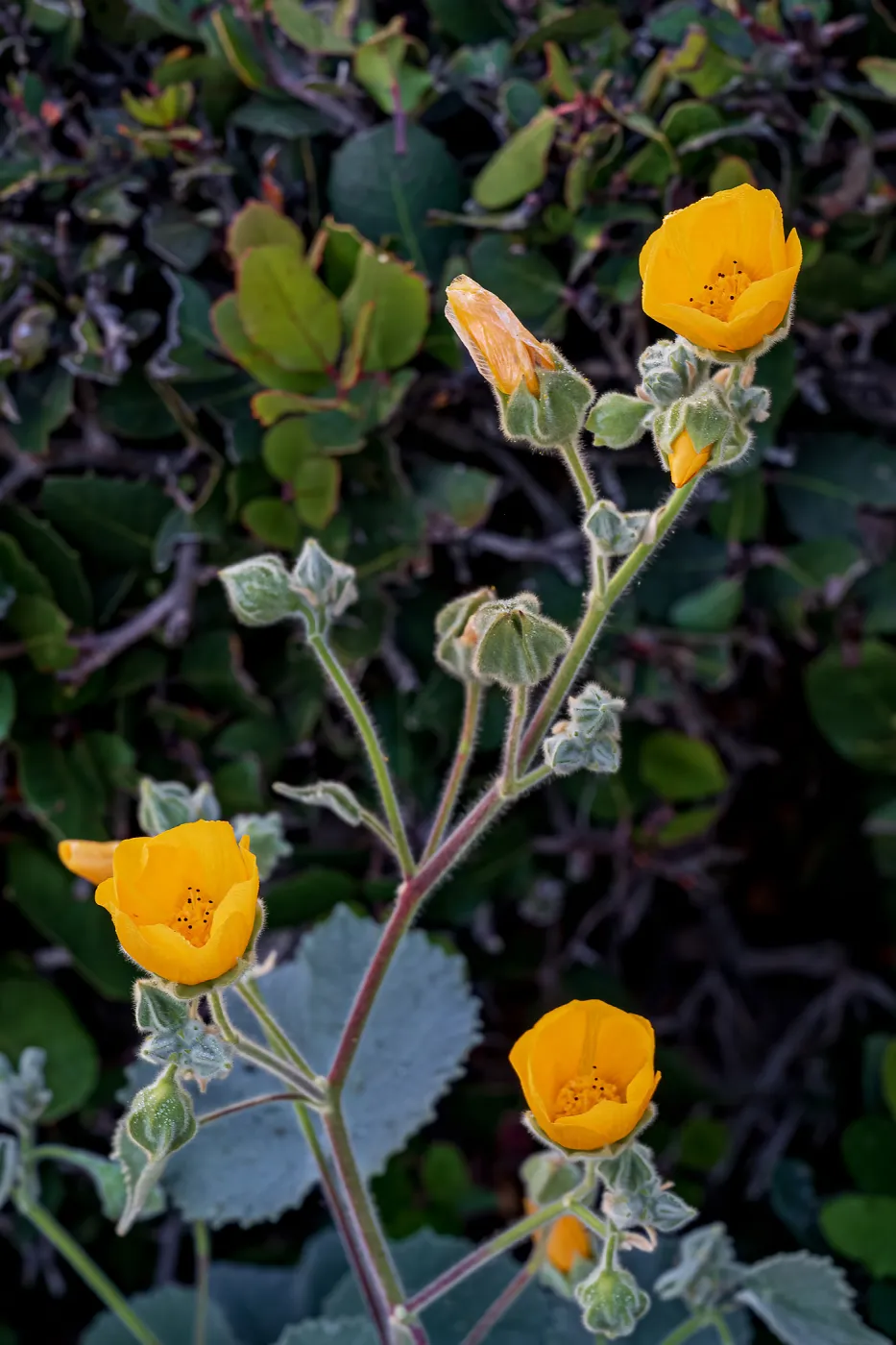Palmer's Indian Mallow, SBBG Nursery