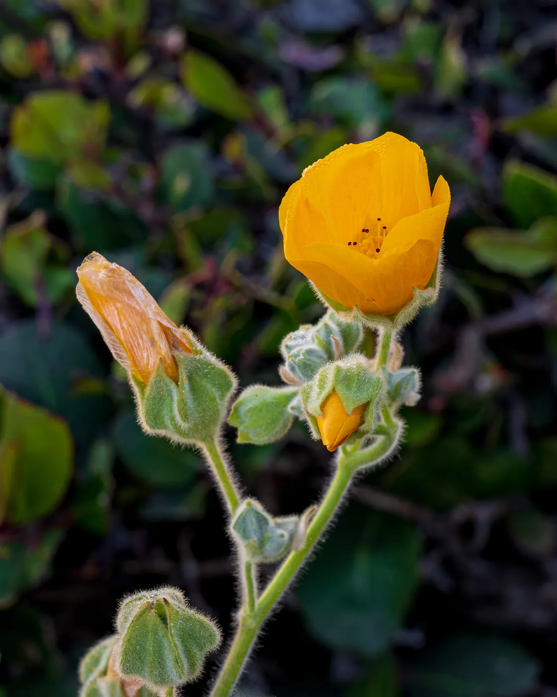 Palmer's Indian Mallow, SBBG Nursery