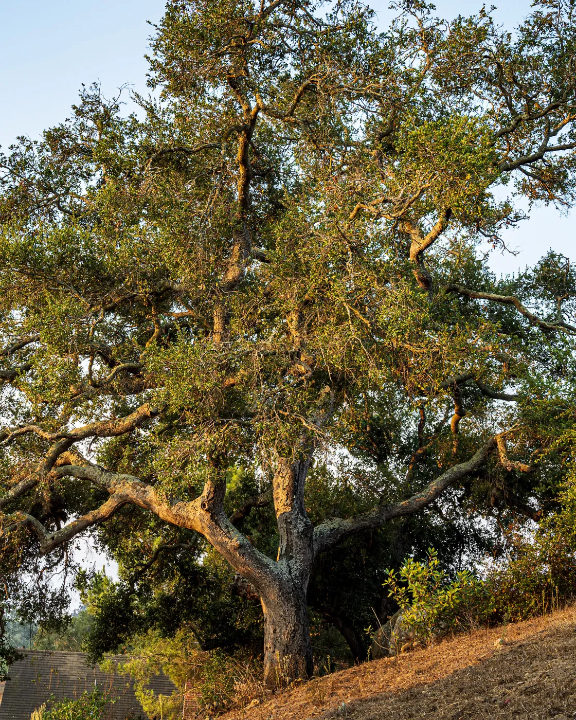 Coast Live Oak on the East Slope