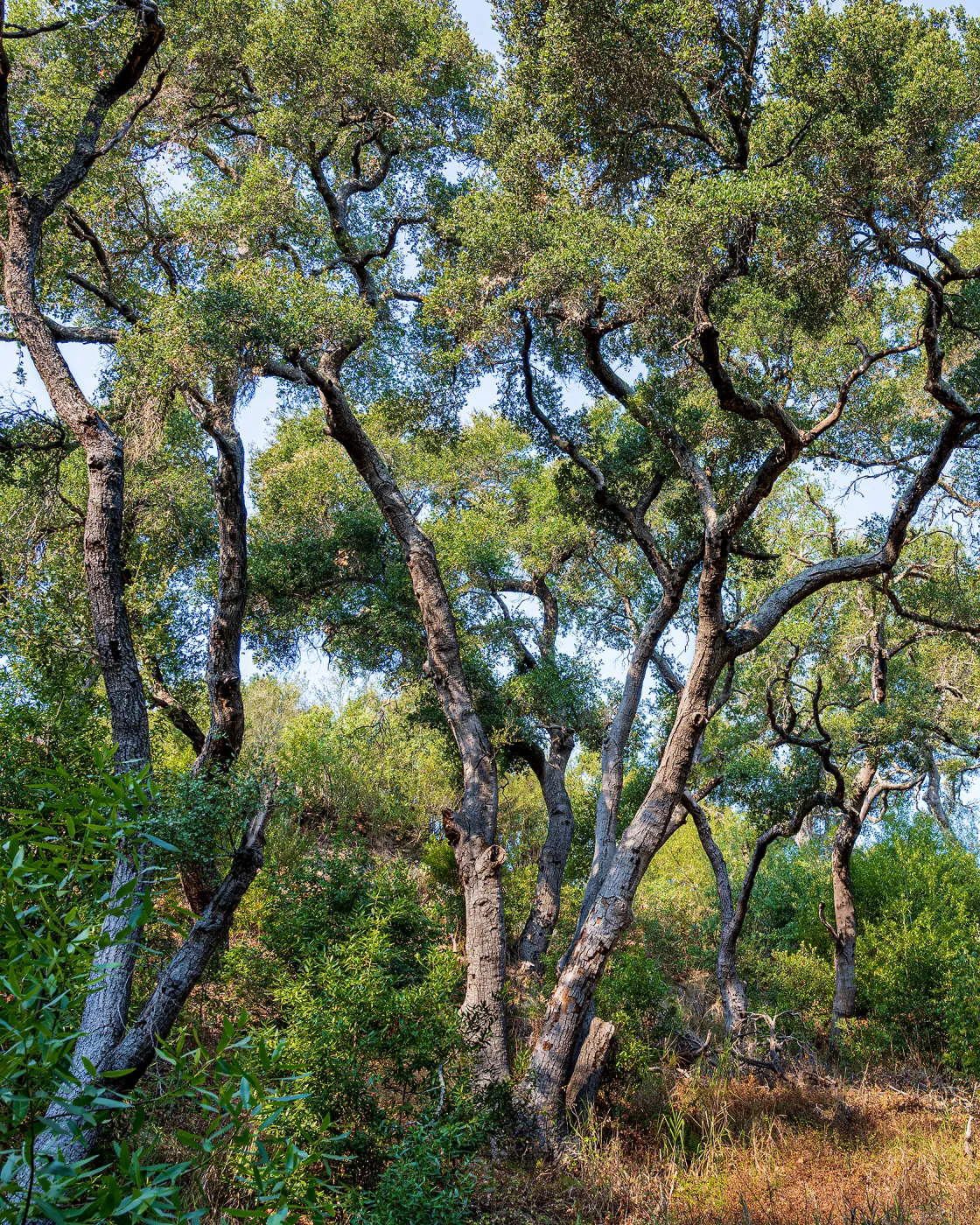 Oak Trees (Coastal Live Oak) in the Canyon