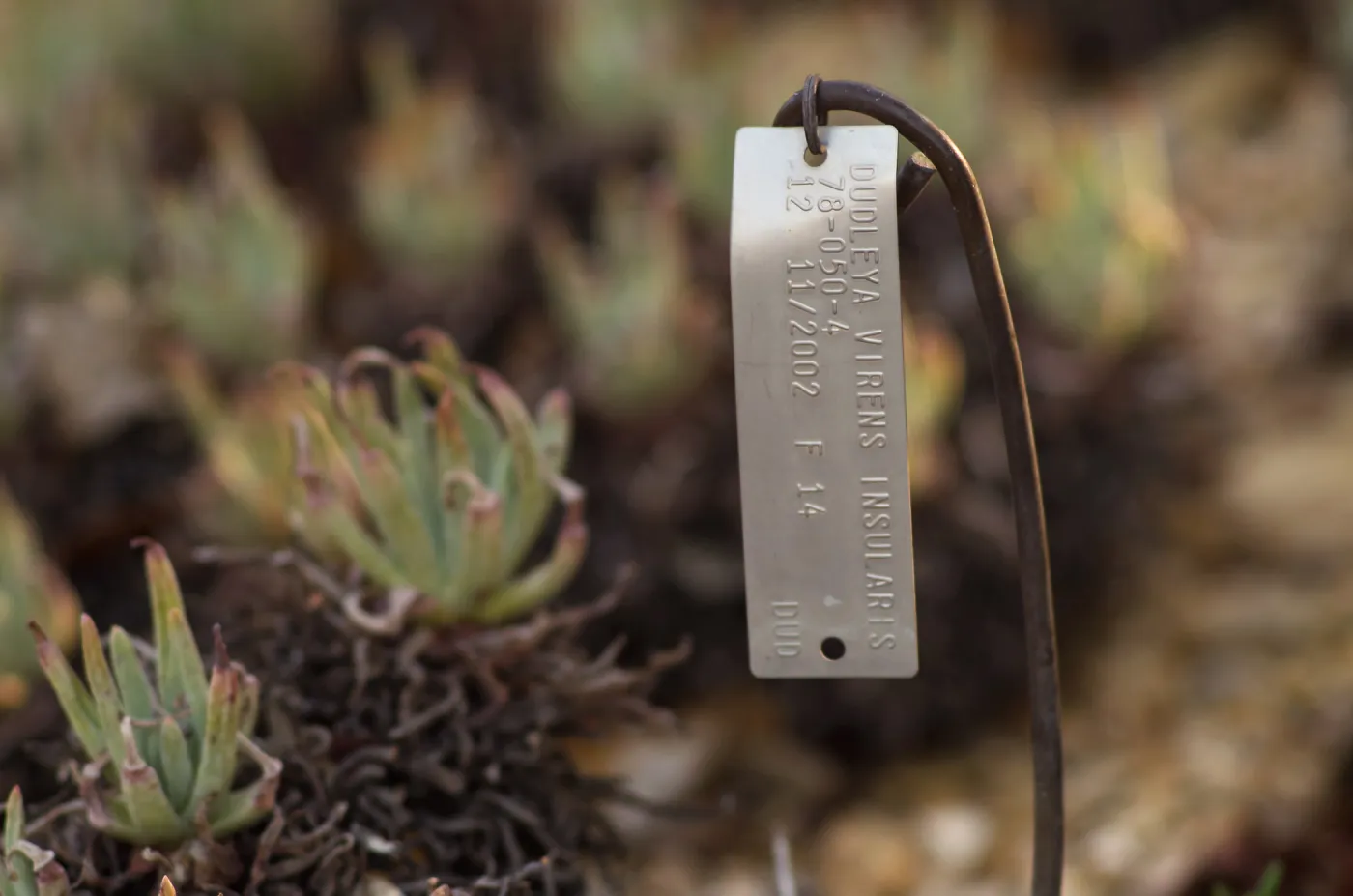 Plant Accession Label