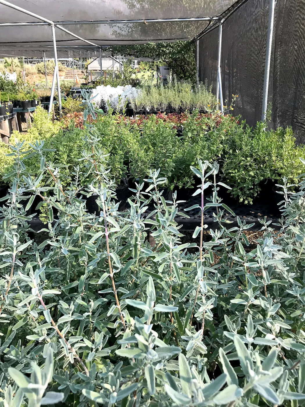 Garden Growers Canyard