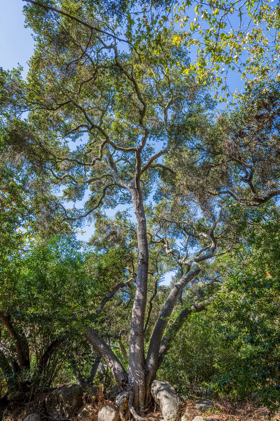 Oak Trees in the Canyon