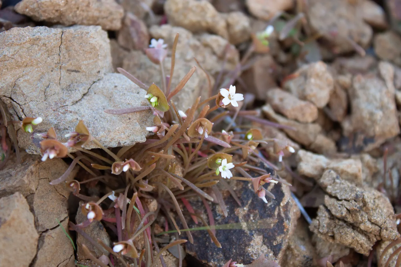 Claytonia species, East Camino Cielo Rd, Santa Barbara, CA, Thomas Fire Survey - Mapping Recovery project