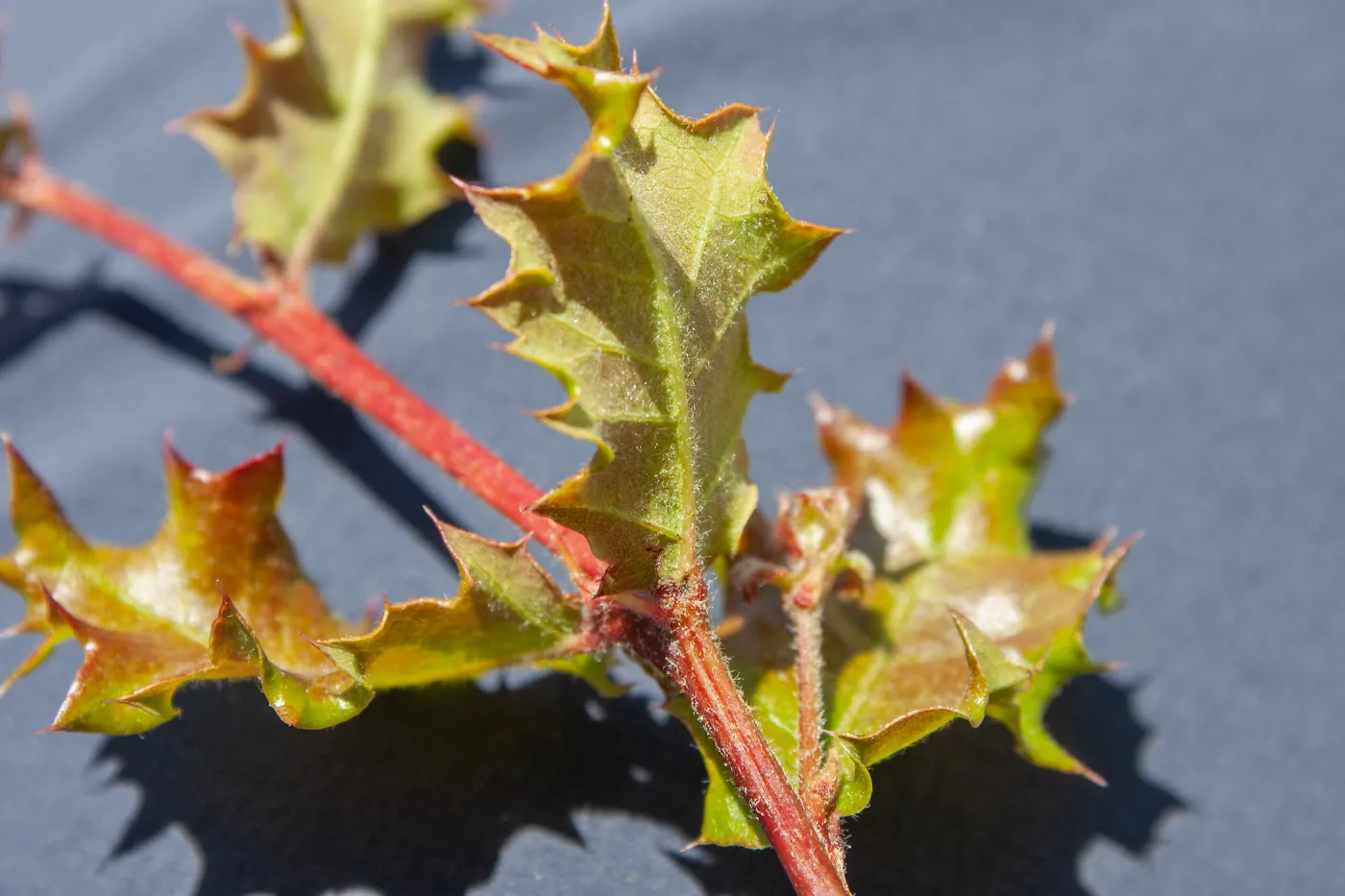 Quercus leaves, Ridge Trail (Near Cold Spring), Santa Barbara, CA, Thomas Fire Survey - Mapping Recovery project
