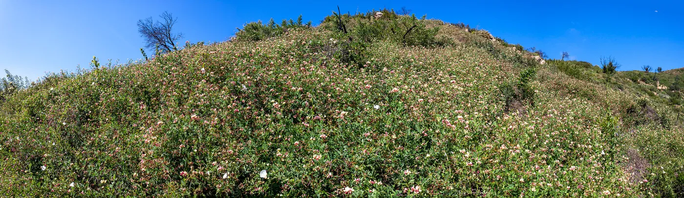 Impressive Acmispon grandiflorus covering a post-burn slope, Cold Springs Trail, Santa Barbara, CA, Thomas Fire Survey - Mapping Recovery project