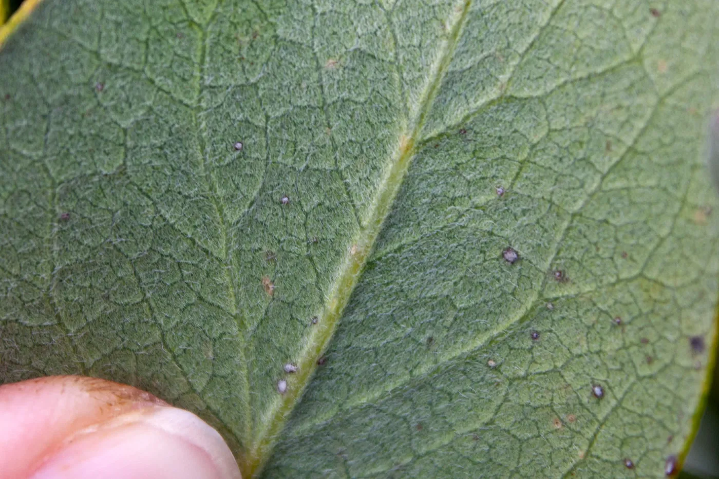 Garrya flavescens leaf, showing trichomes, East Camino Cielo Rd, Santa Barbara, CA, Thomas Fire Survey - Mapping Recovery project