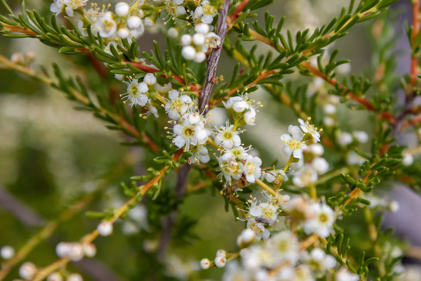 Chamise (Adenostoma fasciculatum) flowers, Valley View Preserve, Ojai, California, Thomas Fire Survey - Mapping Recovery project