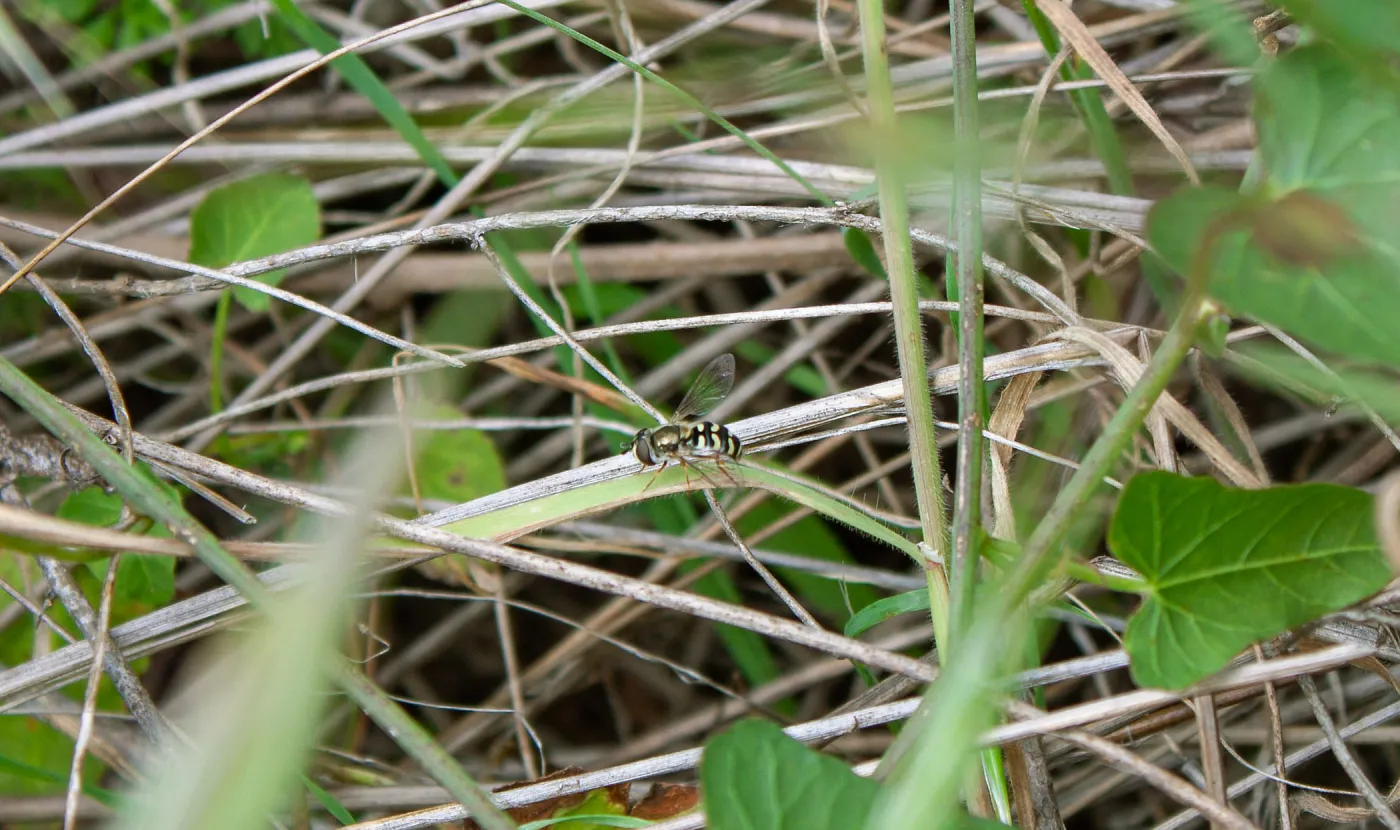 Bird hover fly (Eupeodes volucris), Valley View Preserve, Ojai, California, Thomas Fire Survey - Mapping Recovery project