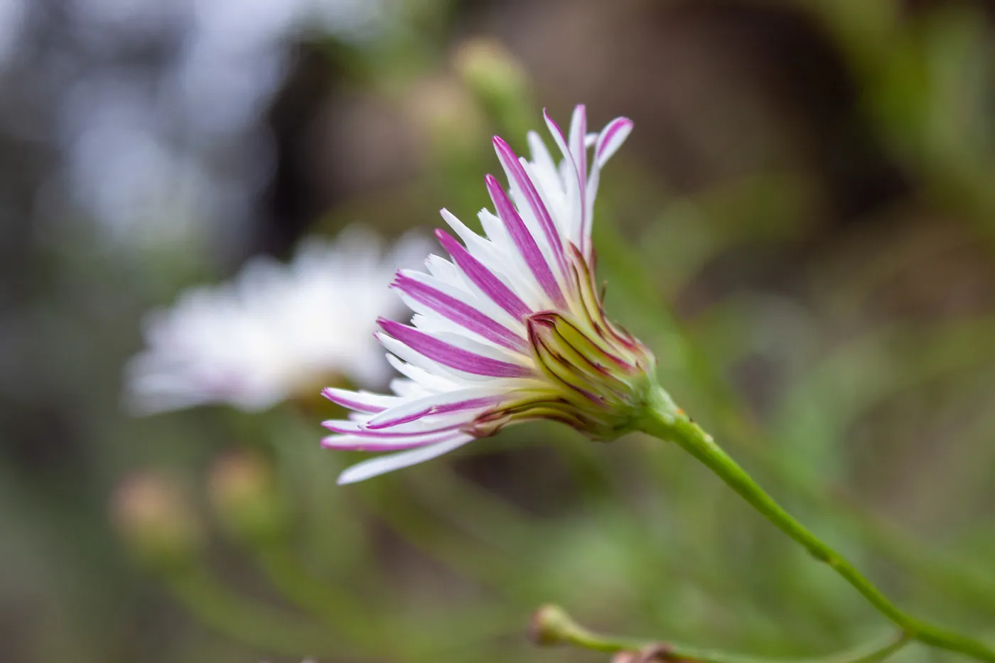 Malacothrix saxatilis, Valley View Preserve, Ojai, California, Thomas Fire Survey - Mapping Recovery project