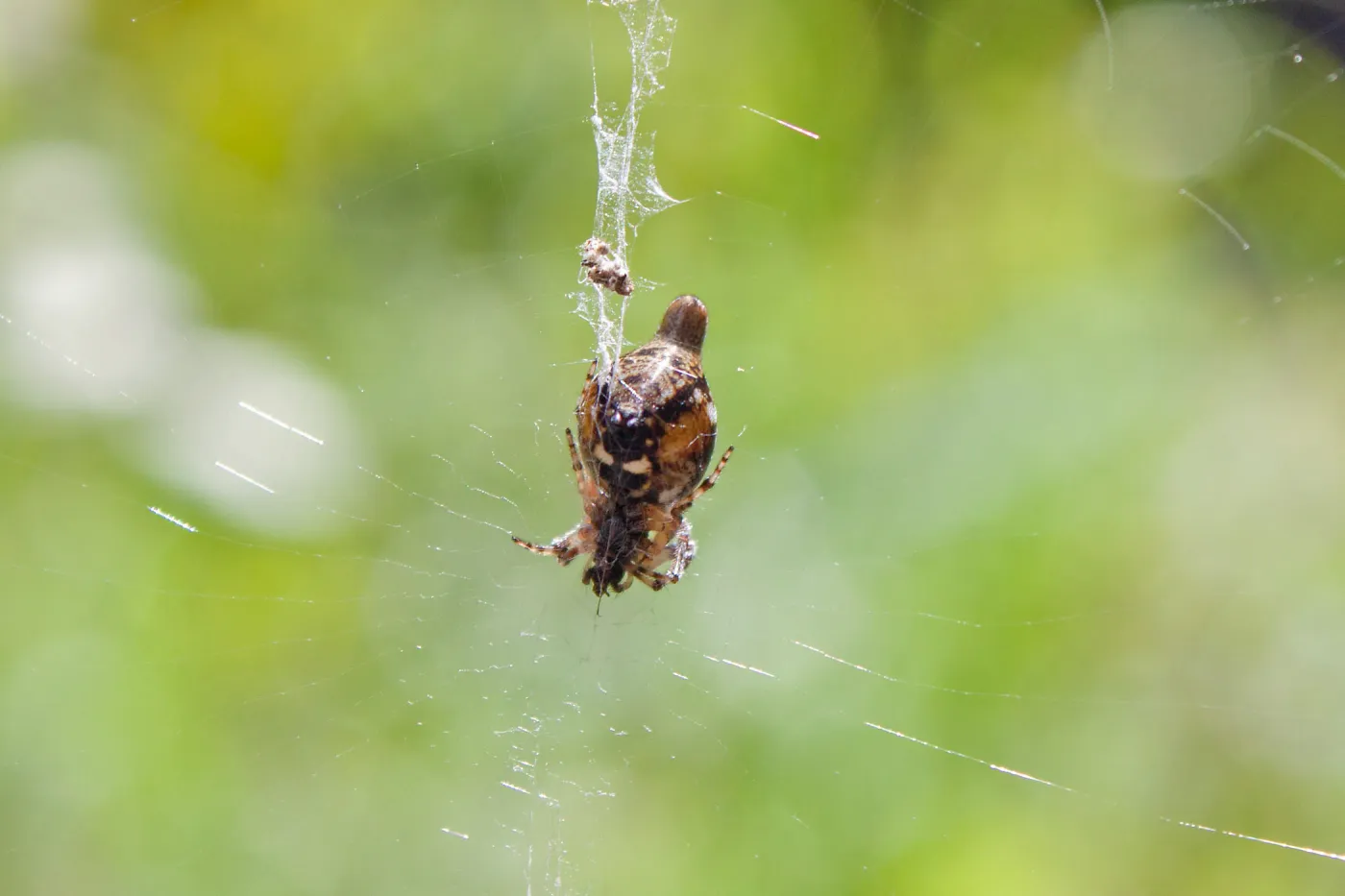 Trashline spider, Tequepis Trail, Santa Barbara, California, Whittier Fire Survey - Mapping Recovery Project