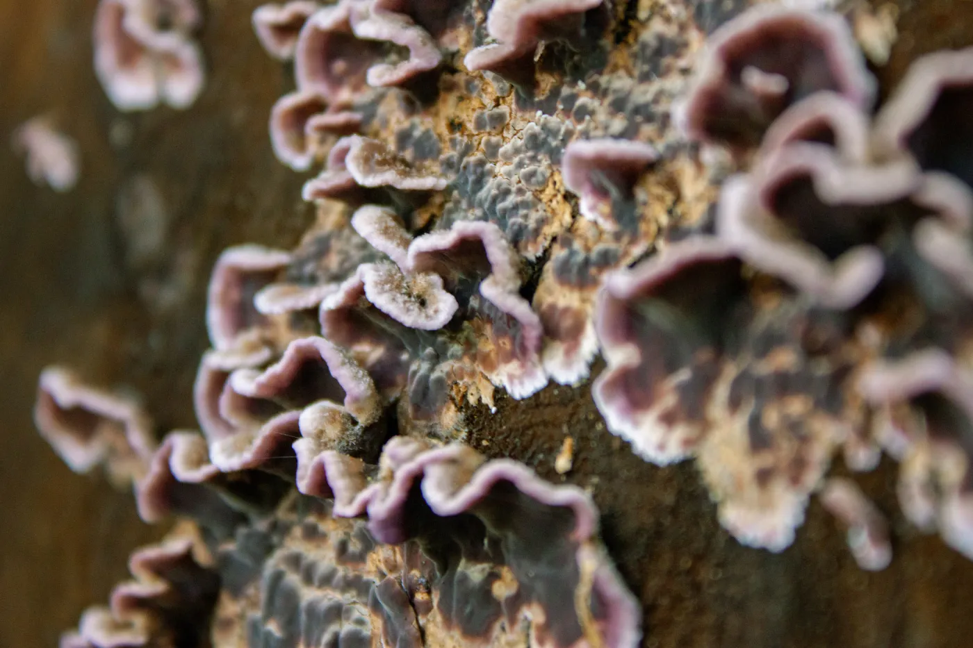 Fungus, Tequepis Trail, Santa Barbara, California, Whittier Fire Survey - Mapping Recovery Project