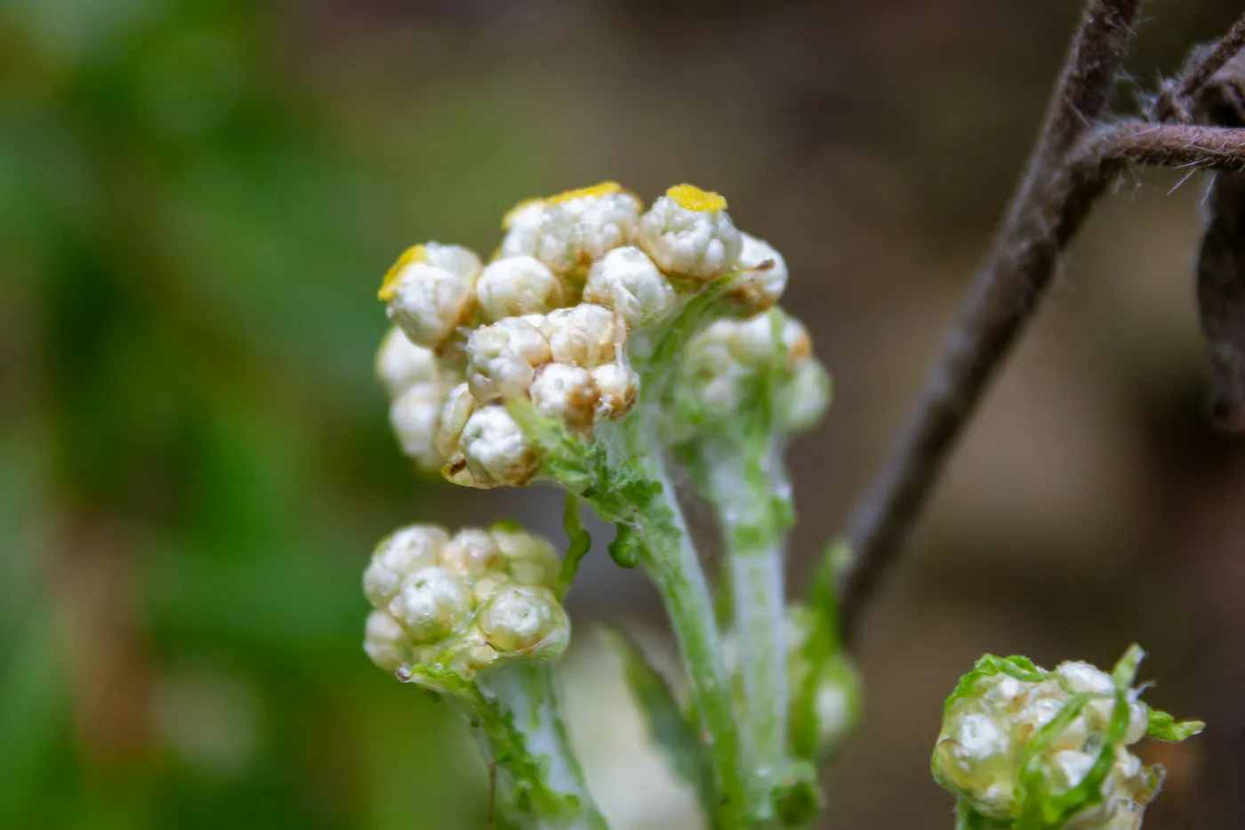 Pseudognaphalium, Tequepis Trail, Santa Barbara, California, Whittier Fire Survey - Mapping Recovery Project
