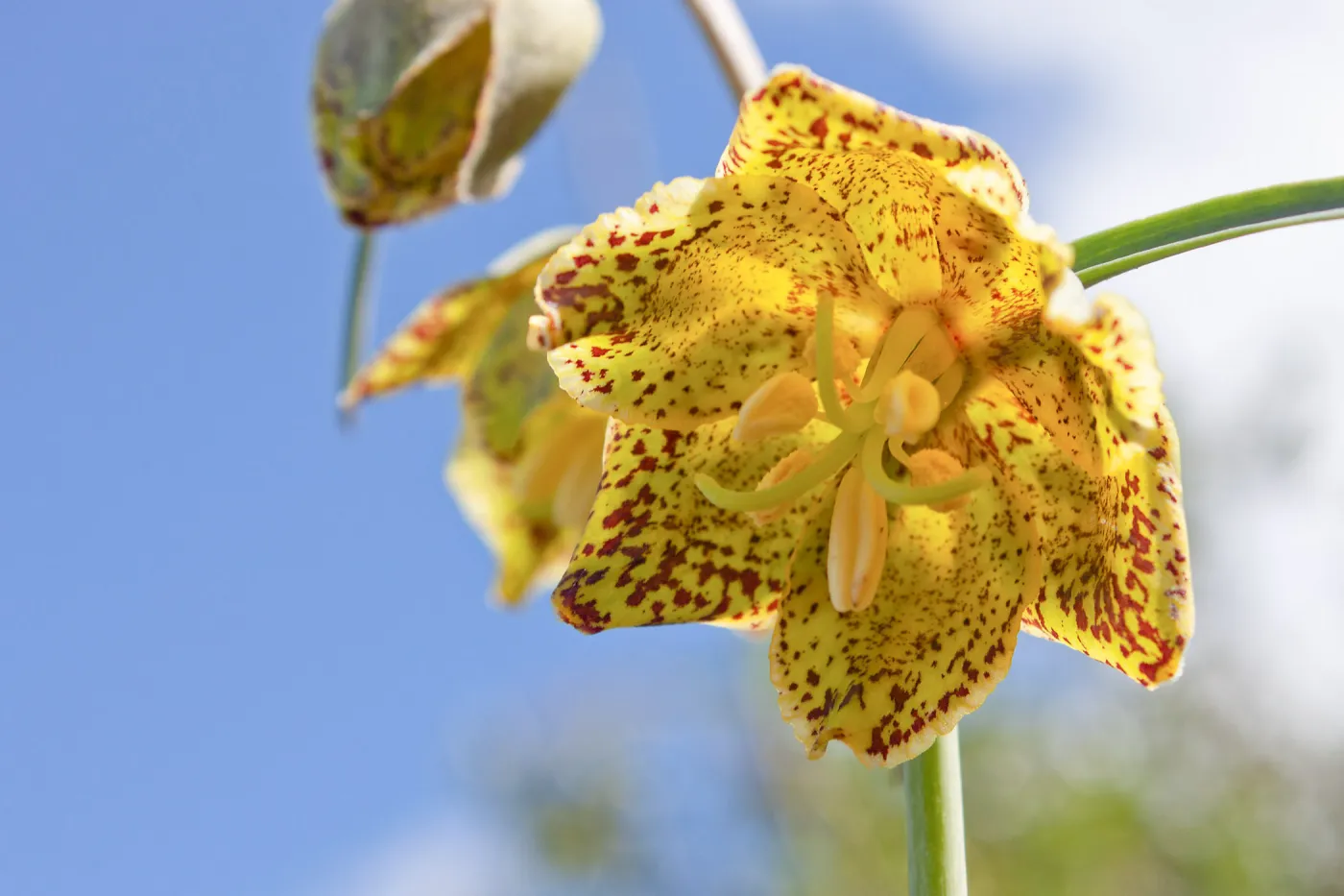 Fritillaria ojaiensis, rare plant (1B.2), Tequepis Trail, Santa Barbara, California, Whittier Fire Survey - Mapping Recovery Project