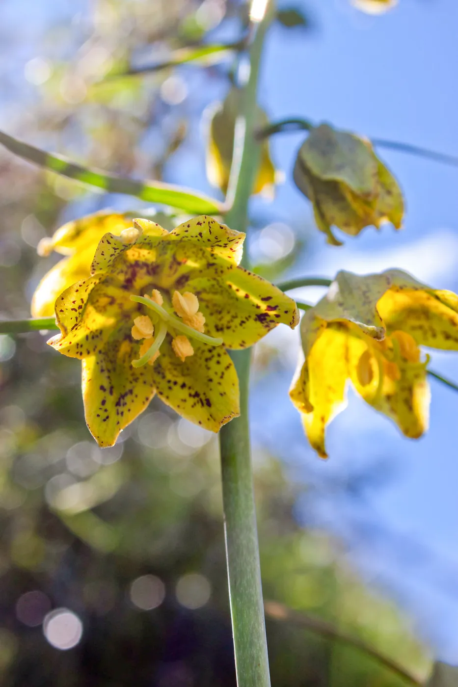 Fritillaria ojaiensis, rare plant (1B.2), Tequepis Trail, Santa Barbara, California, Whittier Fire Survey - Mapping Recovery Project