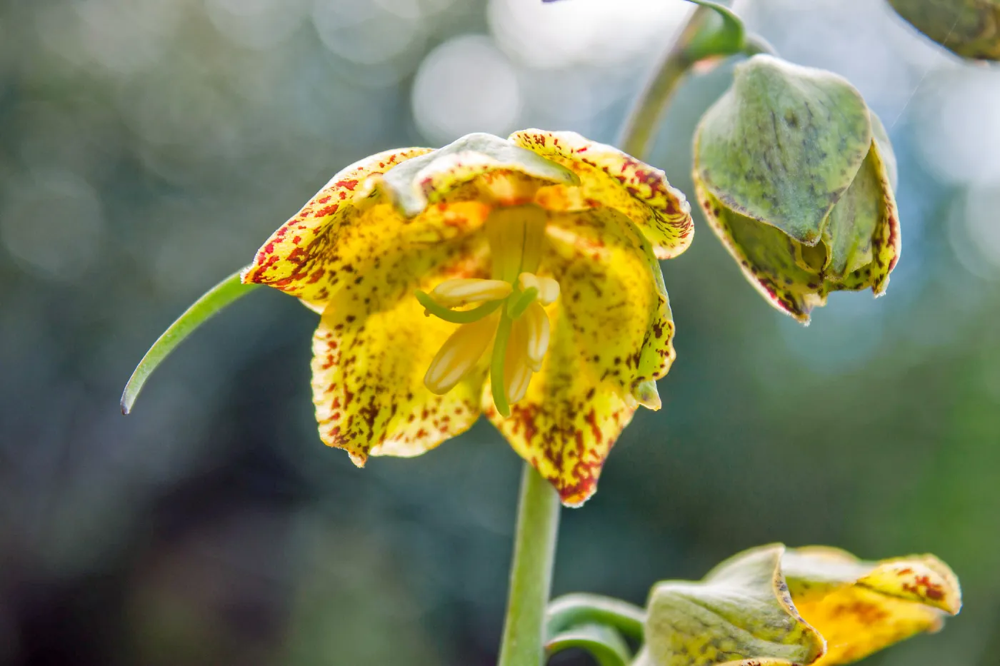 Fritillaria ojaiensis, rare plant (1B.2), Tequepis Trail, Santa Barbara, California, Whittier Fire Survey - Mapping Recovery Project