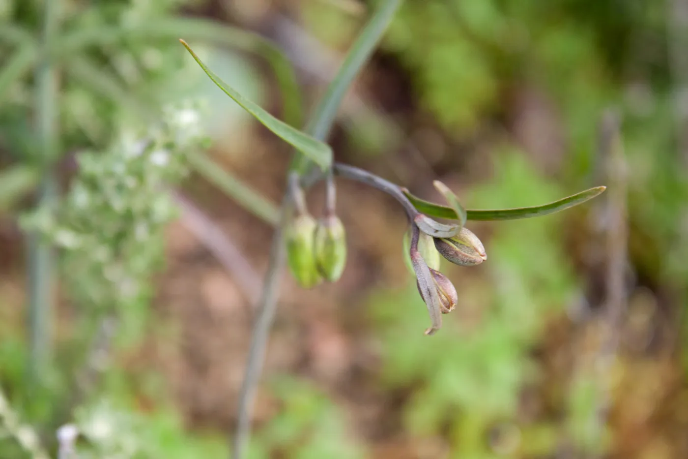 Fritillaria ojaiensis bud, rare plant (1B.2), Tequepis Trail, Santa Barbara, California, Whittier Fire Survey - Mapping Recovery Project