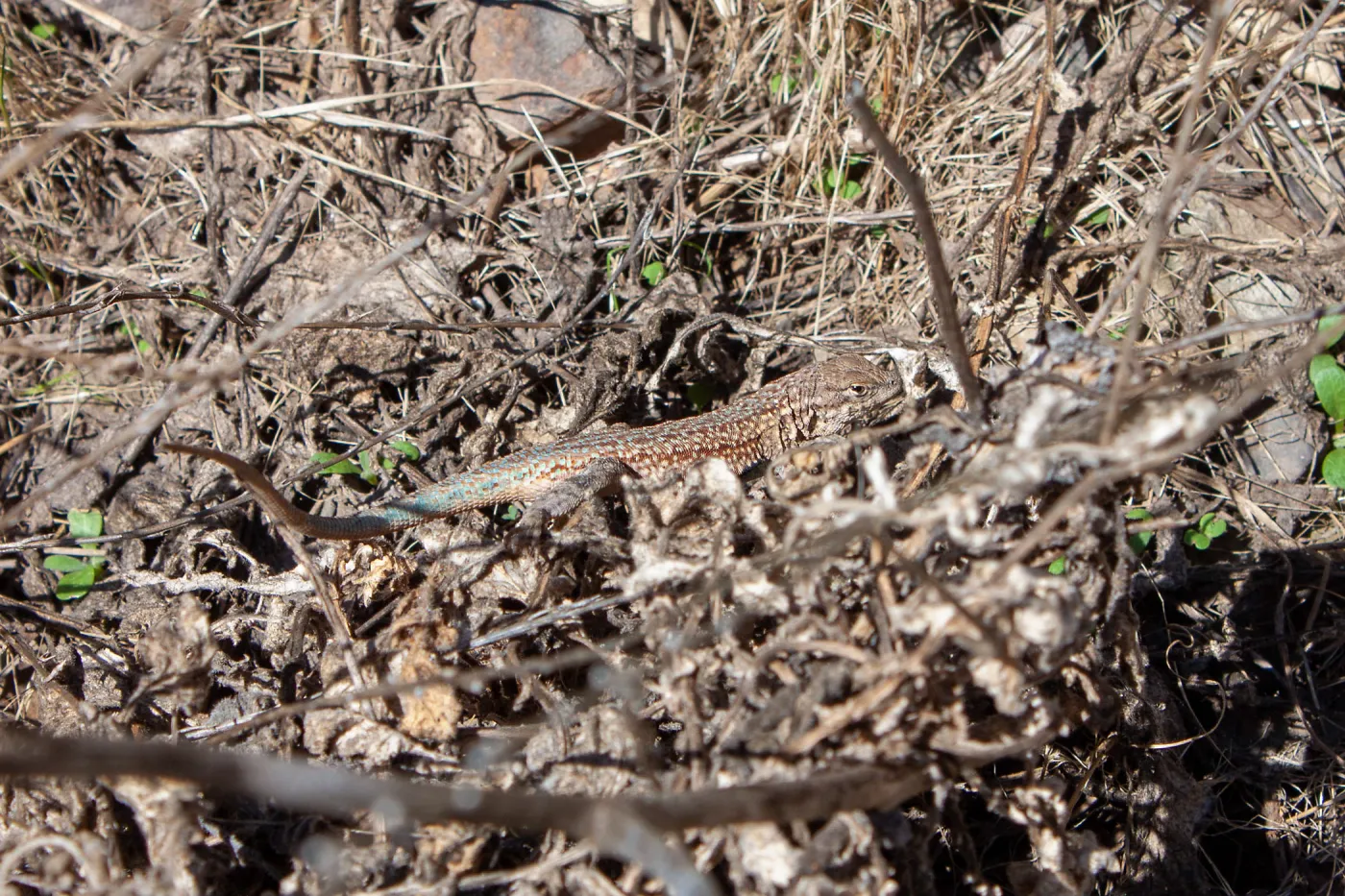 Common side-blotched lizard (Uta stanburiana), Matilija Road, Ojai, California, Thomas Fire Survey - Mapping Recovery project