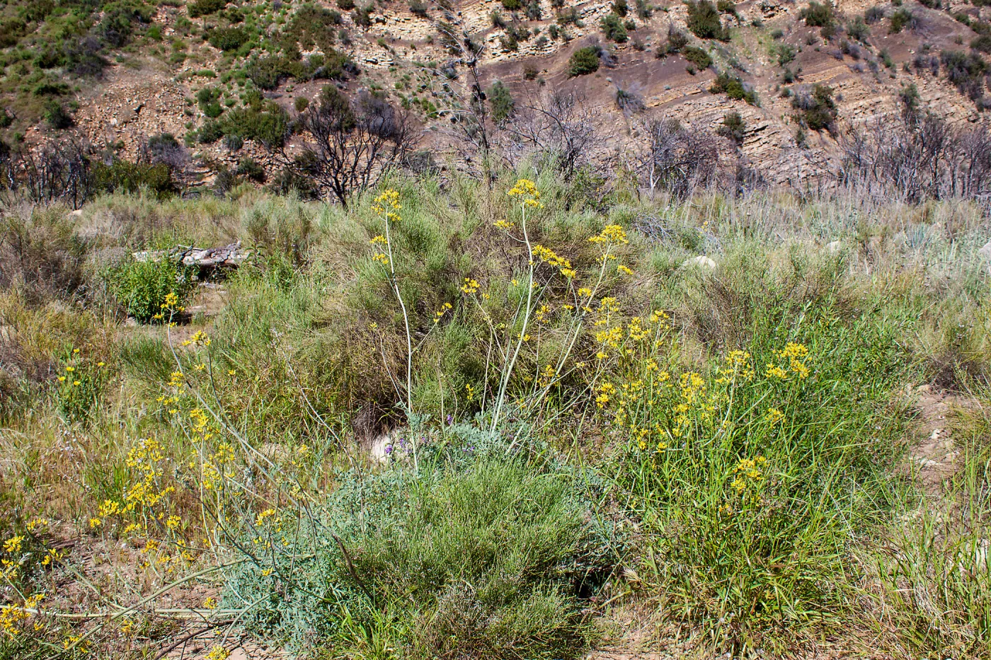 Ehrendorferia chrysantha, Forest Rte 5N13, West Fork Matilija Creek, Ojai, California, Thomas Fire Survey - Mapping Recovery project