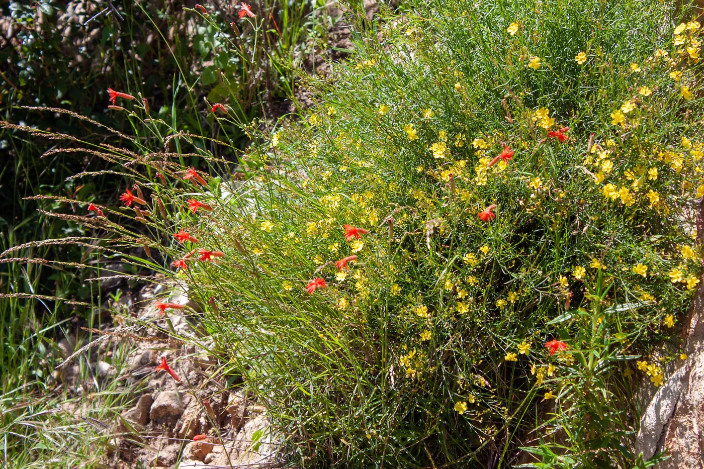 Silene laciniata (red flowers) and Crocanthemum scoparium (yellow), McMenemy Trail, Santa Barbara, California, Thomas Fire Survey - Mapping Recovery project