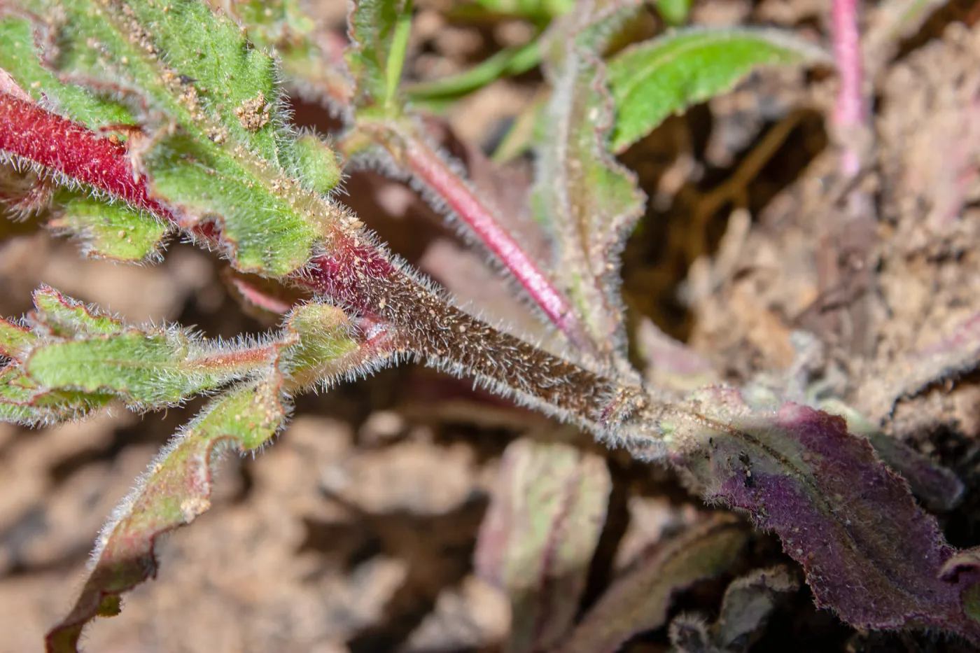 Camissoniopsis species, McMenemy Trail, Santa Barbara, California, Thomas Fire Survey - Mapping Recovery project