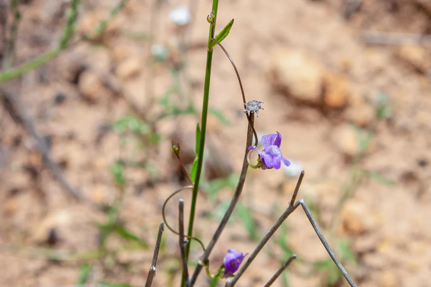 Flower in Tribe Antirrhineae, McMenemy Trail, Santa Barbara, California, Thomas Fire Survey - Mapping Recovery project