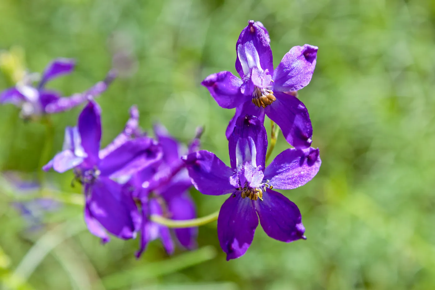 Delphinium (Larkspur) flowers, Jameson Lake, Santa Barbara, California, Thomas Fire Survey - Mapping Recovery project