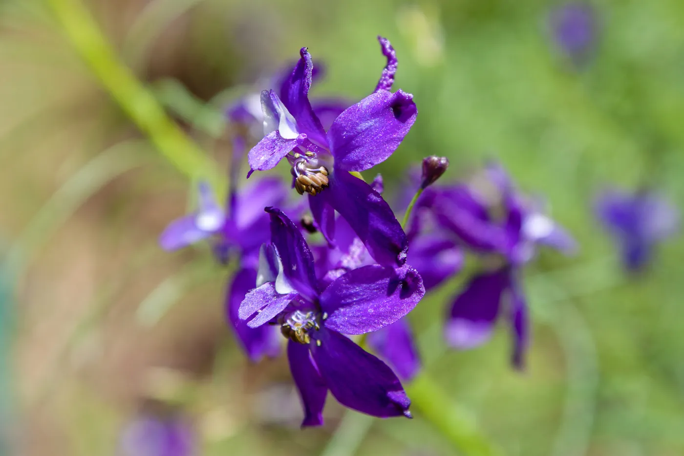Delphinium (Larkspur) flowers, Jameson Lake, Santa Barbara, California, Thomas Fire Survey - Mapping Recovery project