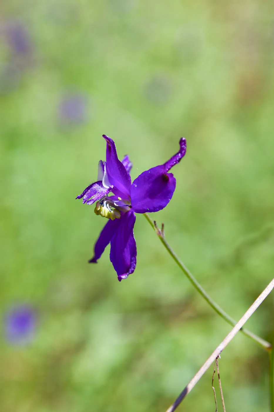 Delphinium (Larkspur) flower, Jameson Lake, Santa Barbara, California, Thomas Fire Survey - Mapping Recovery project