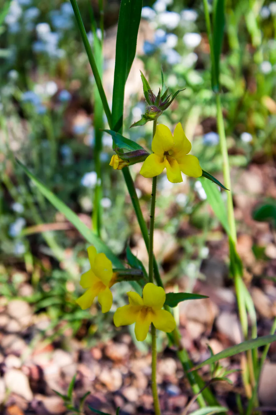 Diplacus brevipes (white-throated yellow monkeyflower), Forest Service Road 5N13, Santa Barbara, CA, Thomas Fire Survey - Mapping Recovery project