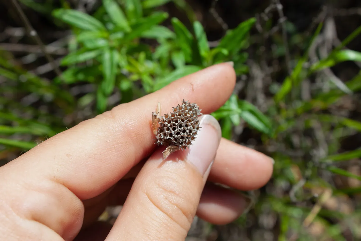 Monardella hypoleuca hypoleuca, rare plant (1B.3), Romero Camuesa Rd, Santa Barbara, CA, Thomas Fire Survey - Mapping Recovery project