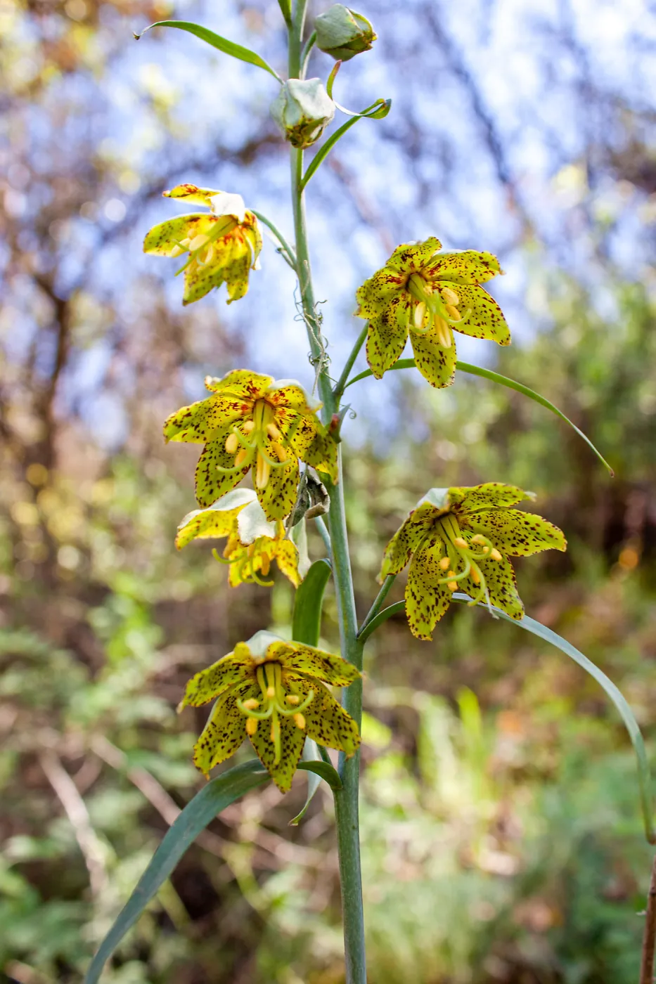 Fritillaria ojaiensis, rare plant (1B.2), Romero Camuesa Rd, Santa Barbara, CA, Thomas Fire Survey - Mapping Recovery project