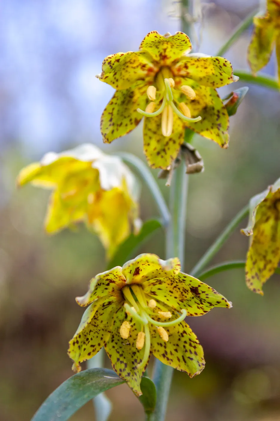 Fritillaria ojaiensis, rare plant (1B.2), Romero Camuesa Rd, Santa Barbara, CA, Thomas Fire Survey - Mapping Recovery project